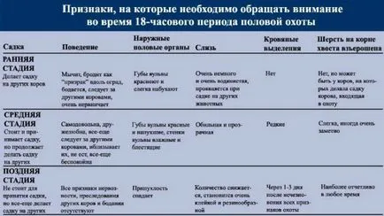 Vaca este în căldură determină la început