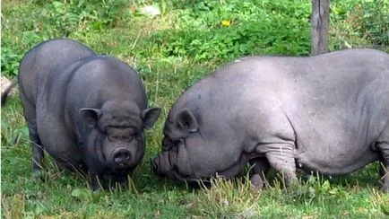 Hrănirea (porci pentru îngrășare), cele mai eficiente - cum să se hrănească (porci) Hrănirea (porci pentru îngrășare), cele mai eficiente - cum să se hrănească