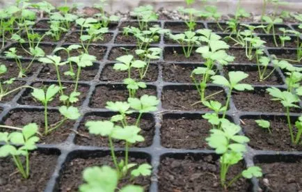Cultivarea țelină rădăcină și întreținere (creștere) Cultivarea țelină rădăcină și îngrijire