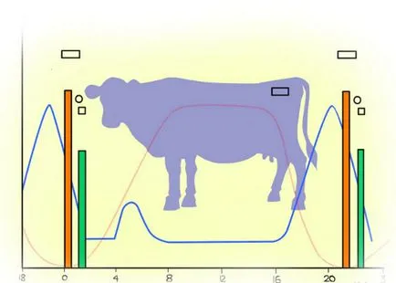 Vaca este în căldură determină la început