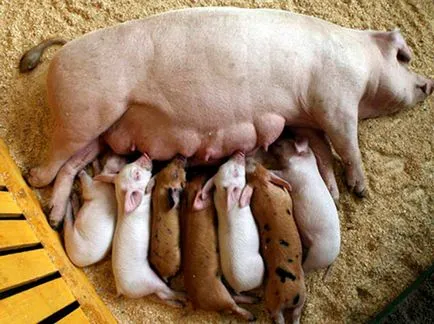 Hrănirea (porci pentru îngrășare), cele mai eficiente - cum să se hrănească (porci) Hrănirea (porci pentru îngrășare), cele mai eficiente - cum să se hrănească