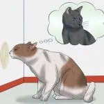 Pisica in casa credințelor oamenilor și superstiții, gri, negru, rosu, alb, tradiții și obiceiuri, kotizm (casă) Pisica in casa de credințe și superstiții ale oamenilor, gri, negru, rosu, alb, tradiții și obiceiuri, kotizm