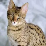 Cat ca un leopard ca o rasa numita ciucuri leopard pe urechi, preț, de colorare,