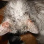 Pisica mănâncă părul de pe cap si de ce exista pierderea parului si pisici si pisoi, kotizm (de ce) Pisica mănâncă părul de pe cap si de ce exista pierderea parului si pisici si pisoi, kotizm
