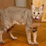 Cat ca un leopard ca o rasa numita ciucuri leopard pe urechi, preț, de colorare,