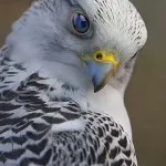 Merlin, merlin foto si descriere - păsări (păsări de pradă șoim) Merlin, merlin foto si descriere - păsări