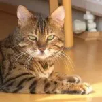 Cat ca un leopard ca o rasa numita ciucuri leopard pe urechi, preț, de colorare,
