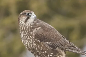 Merlin, merlin foto si descriere - pasăre (informații pasăre șoim) Merlin, merlin foto si descriere - păsări