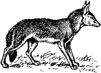 Coyote - un