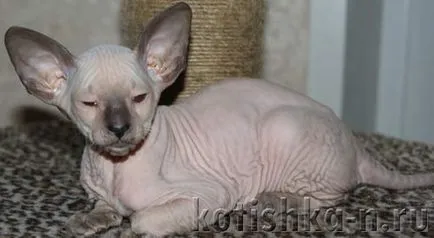 Peterbald pisica rasa - sfinxului Petersburg, 30 fotografii și descrieri (pisica rasa) Peterbald pisica rasa - Sfinxul Petersburg, 30 fotografii și descrieri