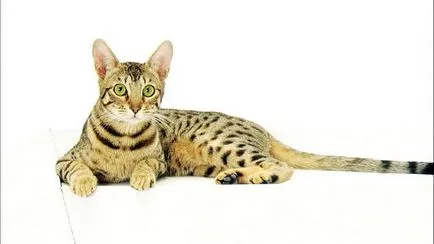 Cat nume specii rare și descriere (rare) Pisici rase rare de titlu și descriere