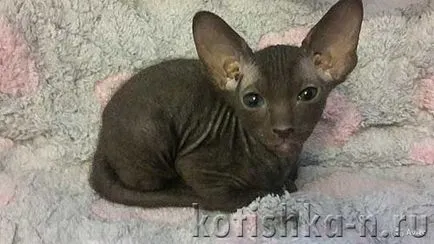 Peterbald pisica rasa - Sfinxul Petersburg, 30 fotografii și descrieri (rocă) Peterbald pisica rasa - Sfinxul Petersburg, 30 fotografii și descrieri