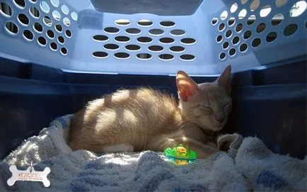 Cat si unitate fara panica si stres
