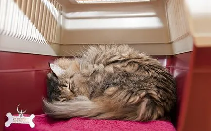 Cat si unitate fara panica si stres
