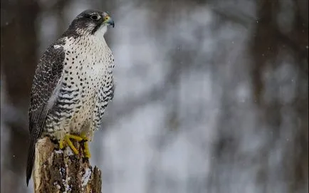 Merlin - cea mai mare dintre Șoimul Merlin - cea mai mare printre falcon „Frăției“