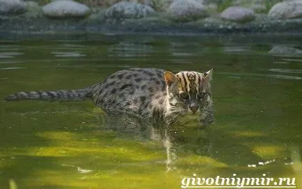 pescuit pisică