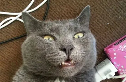 Pisica a mâncat dantelă ce să facă și dacă trebuie să vă faceți griji despre pisica si pisica (do) Pisica a mâncat dantelă ce să facă și dacă aveți nevoie să vă faceți griji, pisica si pisica