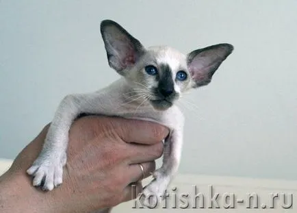 Peterbald pisica rasa - sfinxului Petersburg, 30 fotografii și descrieri (Sphinx) Peterbald pisica rasa - Sfinxul Petersburg, 30 fotografii și descrieri