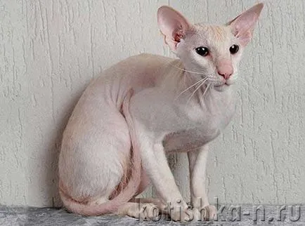 Peterbald pisica rasa - sfinxului Petersburg, 30 fotografii și descrieri (Sphinx) Peterbald pisica rasa - Sfinxul Petersburg, 30 fotografii și descrieri