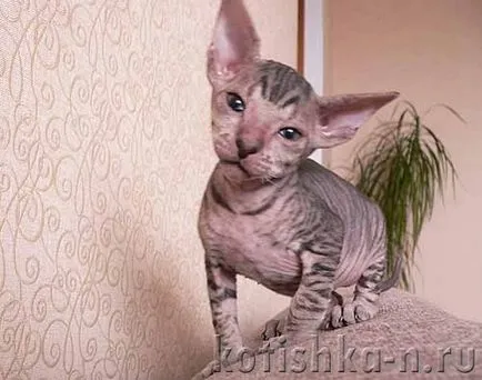 Peterbald pisica rasa - sfinxului Petersburg, 30 fotografii și descrieri (pisica rasa) Peterbald pisica rasa - Sfinxul Petersburg, 30 fotografii și descrieri