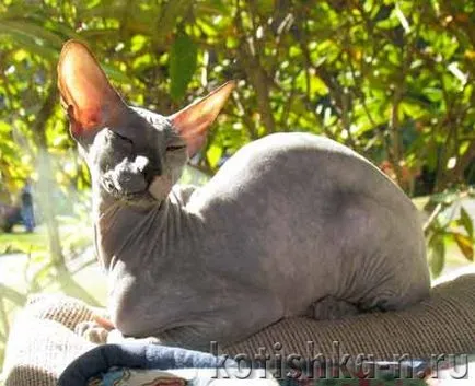 Peterbald pisica rasa - sfinxului Petersburg, 30 fotografii și descrieri (pisica rasa) Peterbald pisica rasa - Sfinxul Petersburg, 30 fotografii și descrieri