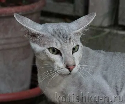 Peterbald pisica rasa - sfinxului Petersburg, 30 fotografii și descrieri (Peterbald) Peterbald pisica rasa - Sfinxul Petersburg, 30 fotografii și descrieri