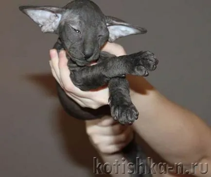 Peterbald pisica rasa - sfinxului Petersburg, 30 fotografii și descrieri (pisica rasa) Peterbald pisica rasa - Sfinxul Petersburg, 30 fotografii și descrieri