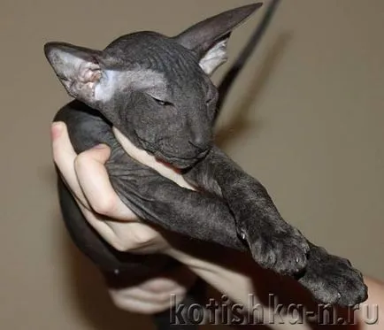 Peterbald pisica rasa - sfinxului Petersburg, 30 fotografii și descrieri (Sphinx) Peterbald pisica rasa - Sfinxul Petersburg, 30 fotografii și descrieri