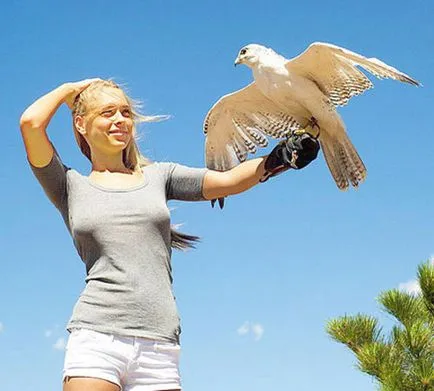 Merlin, fotografii
