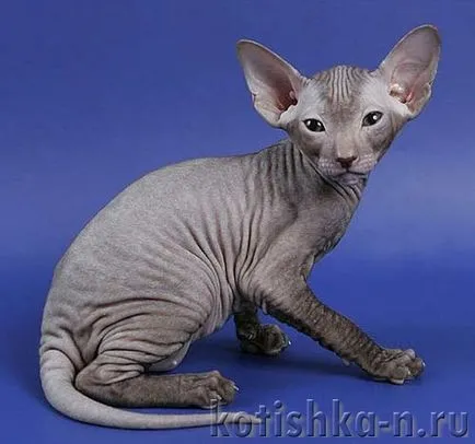 Peterbald pisica rasa - sfinxului Petersburg, 30 fotografii și descrieri (pisica rasa) Peterbald pisica rasa - Sfinxul Petersburg, 30 fotografii și descrieri