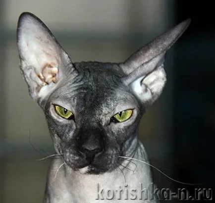 Peterbald pisica rasa - Sfinxul Petersburg, 30 fotografii și descrieri (rocă) Peterbald pisica rasa - Sfinxul Petersburg, 30 fotografii și descrieri