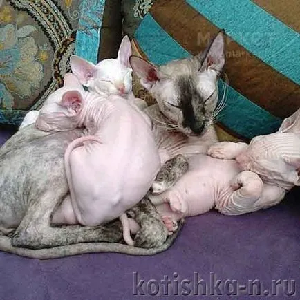 Peterbald pisica rasa - sfinxului Petersburg, 30 fotografii și descrieri (pisica rasa) Peterbald pisica rasa - Sfinxul Petersburg, 30 fotografii și descrieri