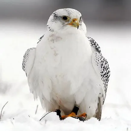 Merlin, fotografii