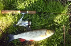 Krenke pentru stiuca si alte animale de pradă alege cele mai bune