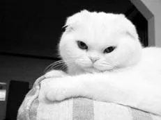 Scăldat - Scottish Fold