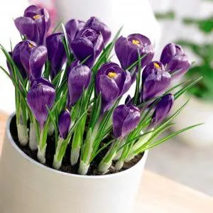 Crocus într-o oală să crească și cum să aibă grijă