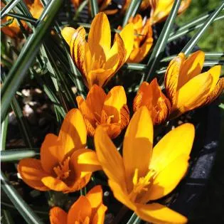 Crocus într-o oală să crească și cum să aibă grijă