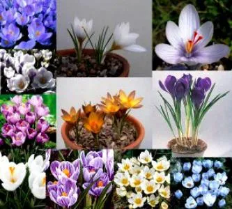 Crocus într-o oală să crească și cum să aibă grijă