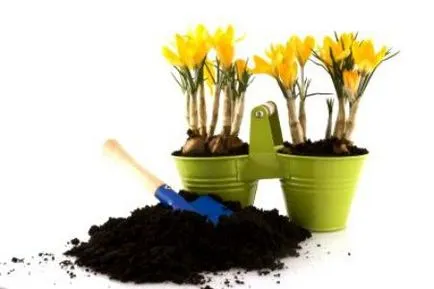 Crocus într-o oală să crească și cum să aibă grijă
