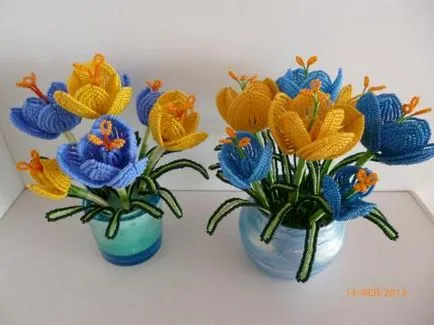 Crocus șirag de mărgele