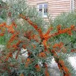 arbuști cu flori ornamentale frumos scăzut rezistent la îngheț, foto (poze) arbuști cu flori ornamentale frumos scăzut rezistent la îngheț, fotografie