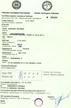 Labrador descriere rasa și caracteristicile de îngrijire