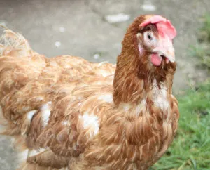 găini Lohman Brună caracteristici cu fotografie (roca) Lohman Brown găini caracteristice rasei cu fotografii