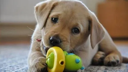 Labrador Retriever fotografie câine, pret, descriere rasa, caracter, video