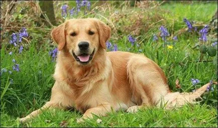Labrador Retriever fotografie câine, pret, descriere rasa, caracter, video