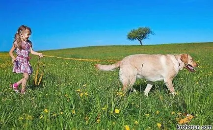 Labrador descriere rasa și caracteristicile de îngrijire