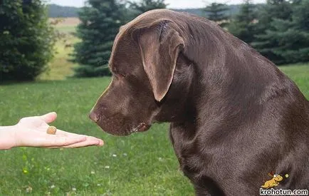 Labrador descriere rasa și caracteristicile de îngrijire