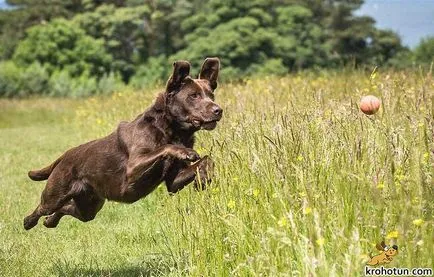 Labrador descriere rasa și caracteristicile de îngrijire