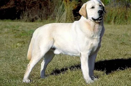 Labrador Retriever - Descriere rasa, poze (Labrador) Labrador Retriever - Descriere rasa, fotografie