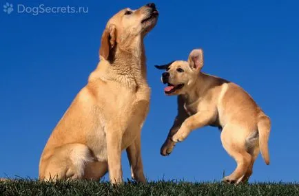 Labrador Retriever - Descriere rasa, poze (Retriever) Labrador Retriever - Descriere rasa, fotografie
